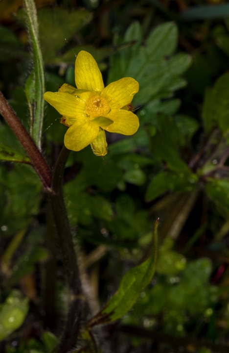 Ranunculus occidentalis 17-2662.jpg